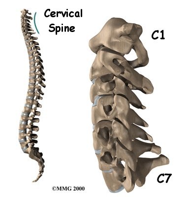 spine_cervical_anatomy_intro01a.jpg